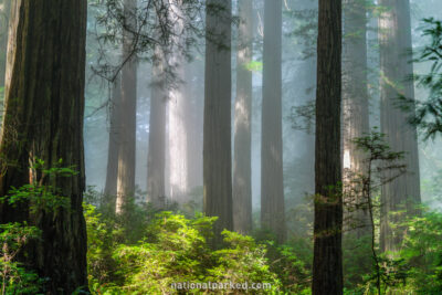 Damnation Creek Redwoods in Redwood National Park in California
