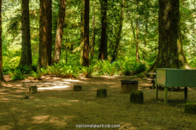 Elk Prairie Campground in Redwood National Park in California