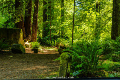 Mill Creek Campground in Redwood National Park in California