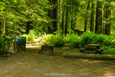 Mill Creek Campground in Redwood National Park in California