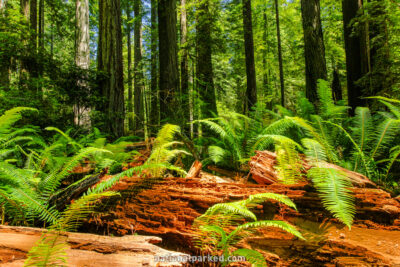 Prairie Creek Trail in Redwood National Park in California