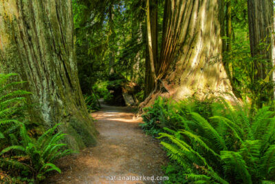Simpson-Reed Grove in Redwood National Park in California