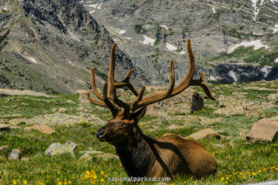 Elk in Rocky Mountain National Park in Colorado