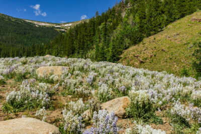 Hidden Valley in Rocky Mountain National Park in Colorado