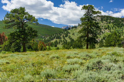 Hollowell Park in Rocky Mountain National Park in Colorado