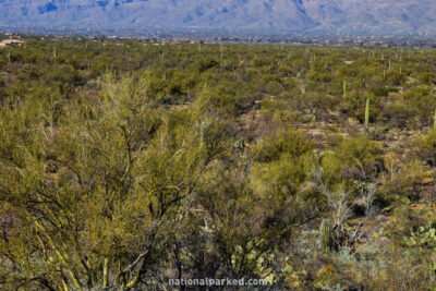 Cactus Forest Overlook in Saguaro National Park in Arizona