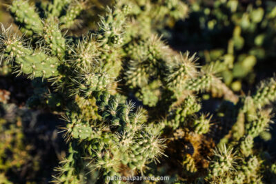 Freeman Homestead Nature Trail in Saguaro National Park in Arizona