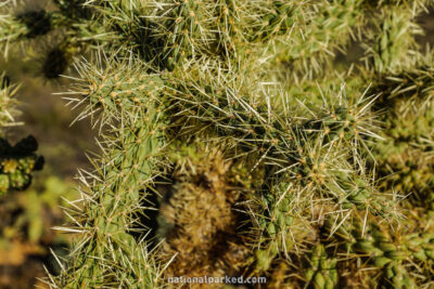 Freeman Homestead Nature Trail in Saguaro National Park in Arizona