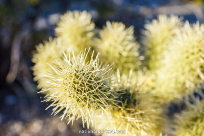 Freeman Homestead Nature Trail in Saguaro National Park in Arizona