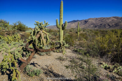 Future Generations Overlook in Saguaro National Park in Arizona