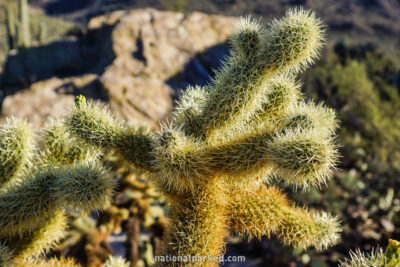 Javelina Rocks Overlook in Saguaro National Park in Arizona