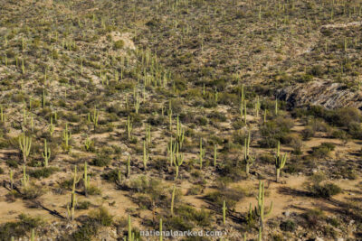 Riparian Overlook in Saguaro National Park in Arizona
