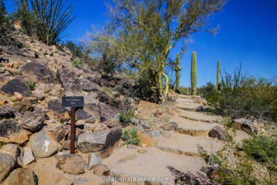 Signal Hill Trail in Saguaro National Park in Arizona