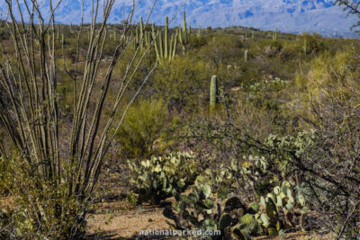Sonoran Desert Overlook in Saguaro National Park in Arizona