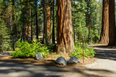 Big Trees Trail Parking Area in Sequoia National Park in California