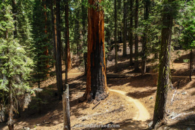 Congress Trail in Sequoia National Park in California