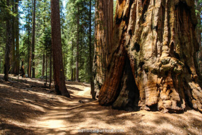 Congress Trail in Sequoia National Park in California