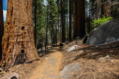 Congress Trail in Sequoia National Park in California