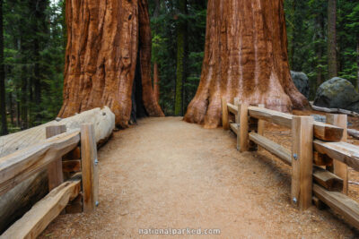 Congress Trail in Sequoia National Park in California