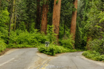 Giant Forest Road Split in Sequoia National Park in California