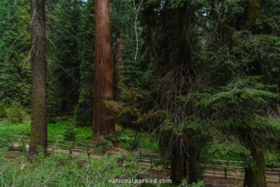 Grant Grove Trail in Kings Canyon National Park in California