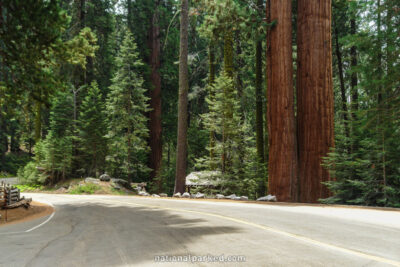 Sequoias along General's Highway in Sequoia National Park in California