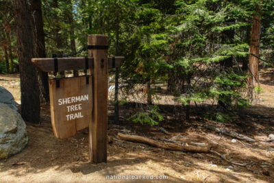 Sherman Tree Trail in Sequoia National Park in California