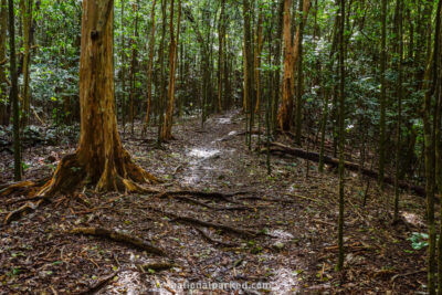 Cinnamon Bay Loop Trail in Virgin Islands National Park on the island of St. John