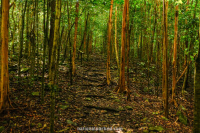 Cinnamon Bay Loop Trail in Virgin Islands National Park on the island of St. John