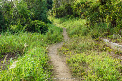 Francis Bay Walking Trail in Virgin Islands National Park on the island of St. John