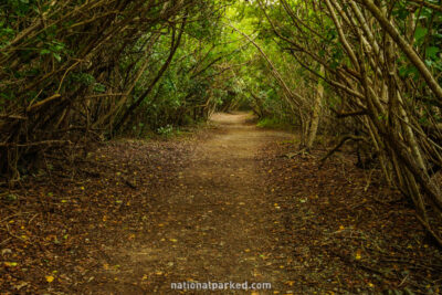 Leinster Bay Trail in Virgin Islands National Park on the island of St. John