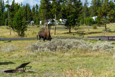 Bridge Bay Campground in Yellowstone National Park in Wyoming
