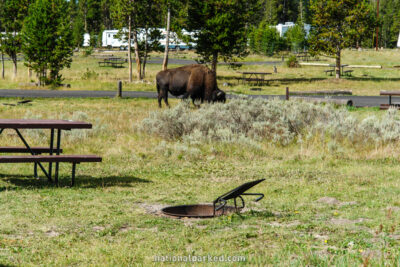 Bridge Bay Campground in Yellowstone National Park in Wyoming