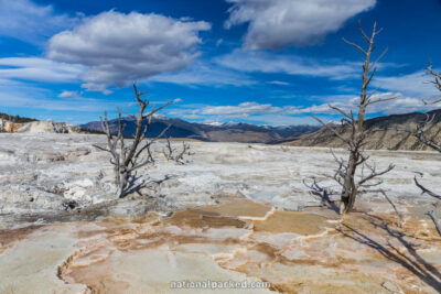 Canary Spring, Yellowstone National Park, Wyoming