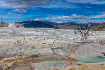 Canary Spring, Yellowstone National Park, Wyoming