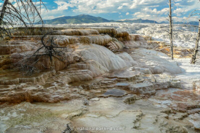 Canary Spring in Yellowstone National Park in Wyoming