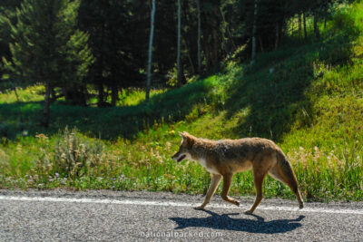 Coyote in Yellowstone National Park in Wyoming