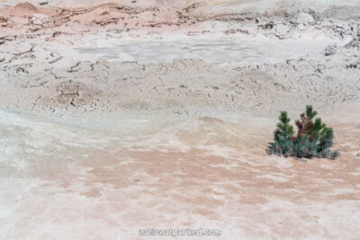 Fountain Paint Pots in Yellowstone National Park in Wyoming