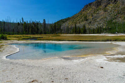 Green Spring in Yellowstone National Park in Wyoming