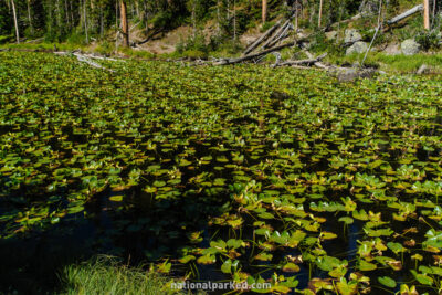 Isa Lake in Yellowstone National Park in Wyoming