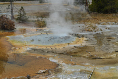 Minute Geyser in Yellowstone National Park in Wyoming