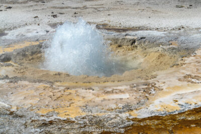 Mustard Spring in Yellowstone National Park in Wyoming