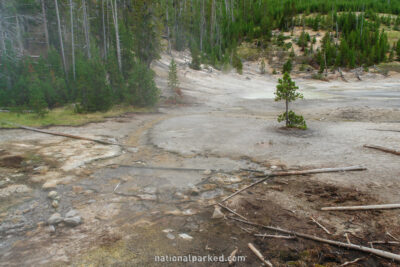 Nymph Lake Thermal Area in Yellowstone National Park in Wyoming