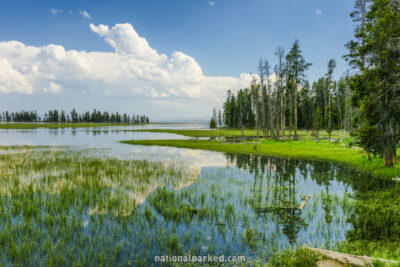 Pelican Creek in Yellowstone National Park in Wyoming