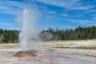 Pink Cone Geyser in Yellowstone National Park in Wyoming