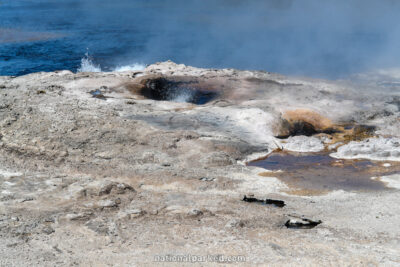 Steady Geyser in Yellowstone National Park in Wyoming