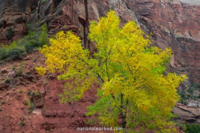 Big Bend in Zion National Park in Utah